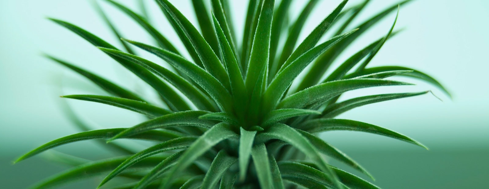 Naturarbor ingrosso piante olanda