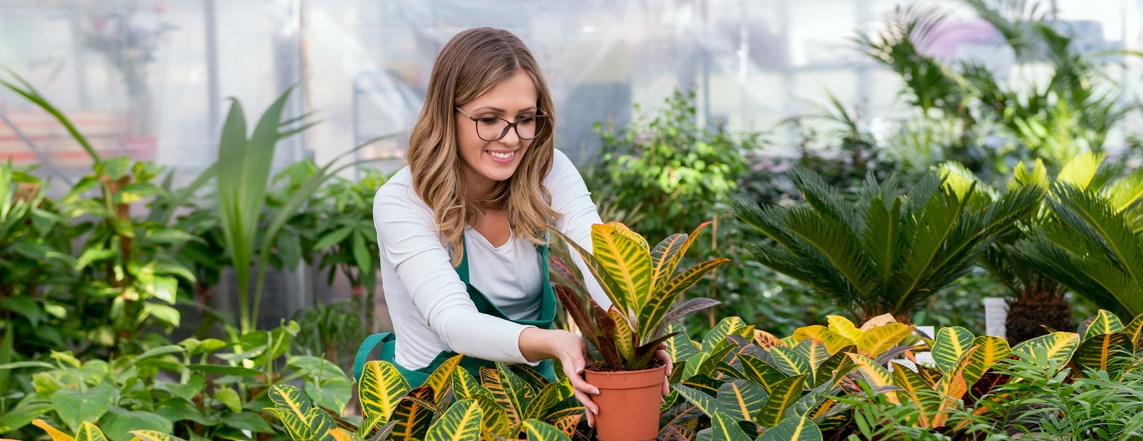 Naturarbor ingrosso piante olanda
